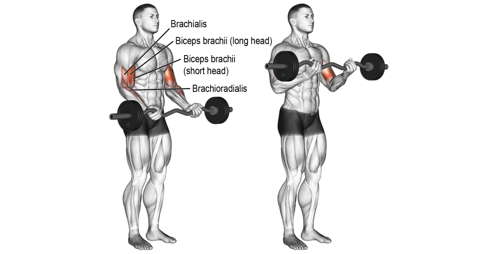 uginanie przedramion ze sztanga prosta stojac
